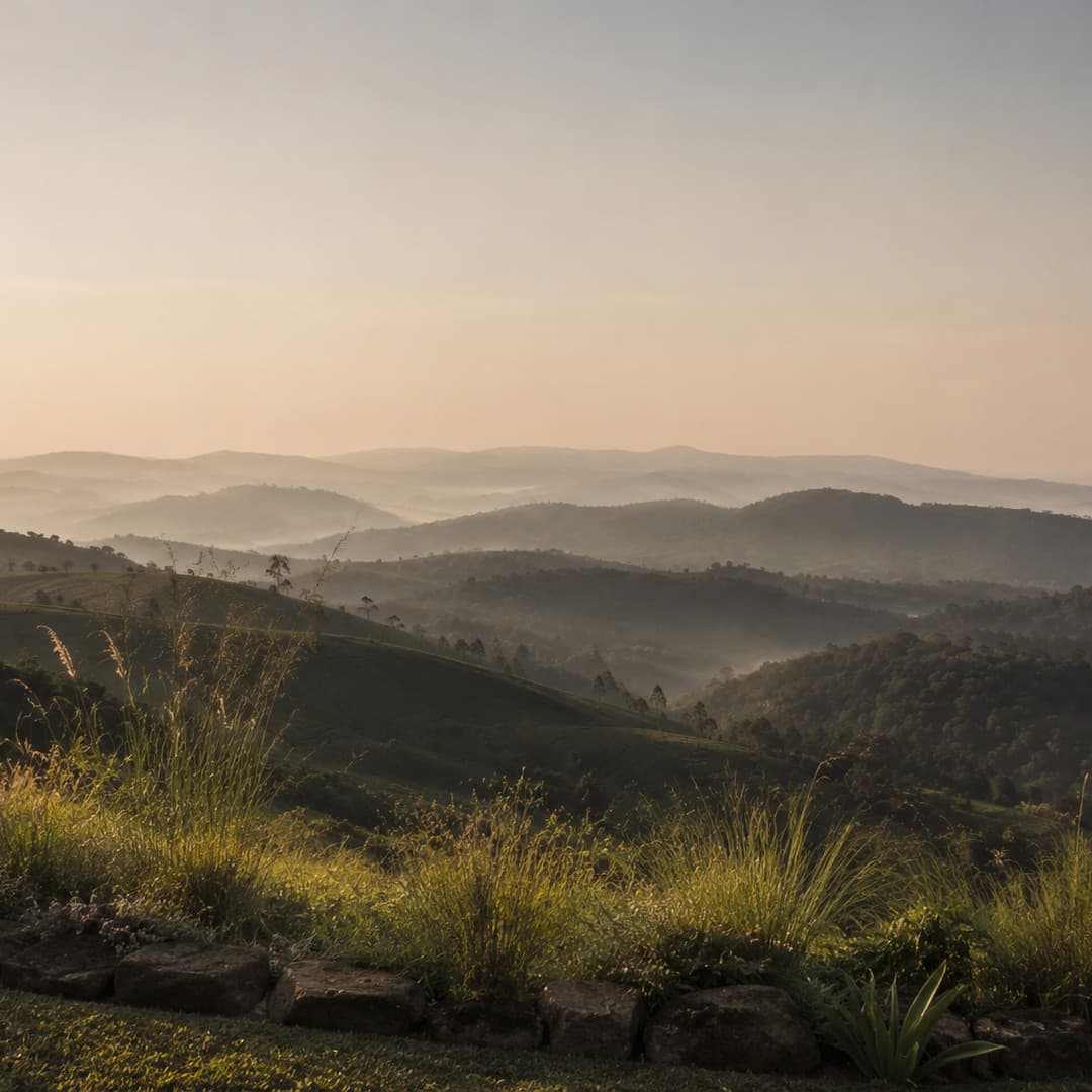 Golden light over the tea hills at Tigoni