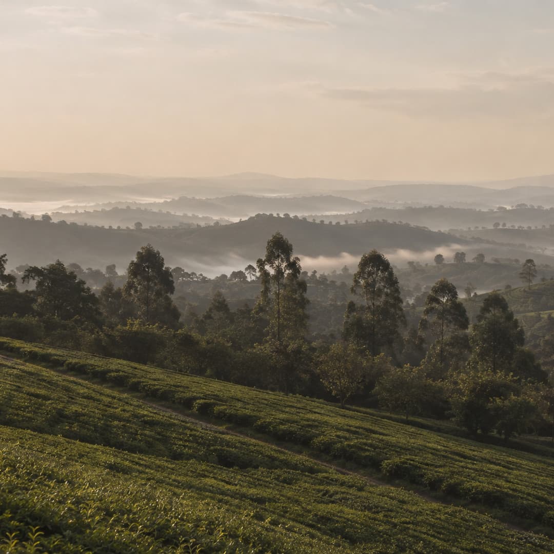 Rows of tea in the foreground, mist lying in the valley beyond