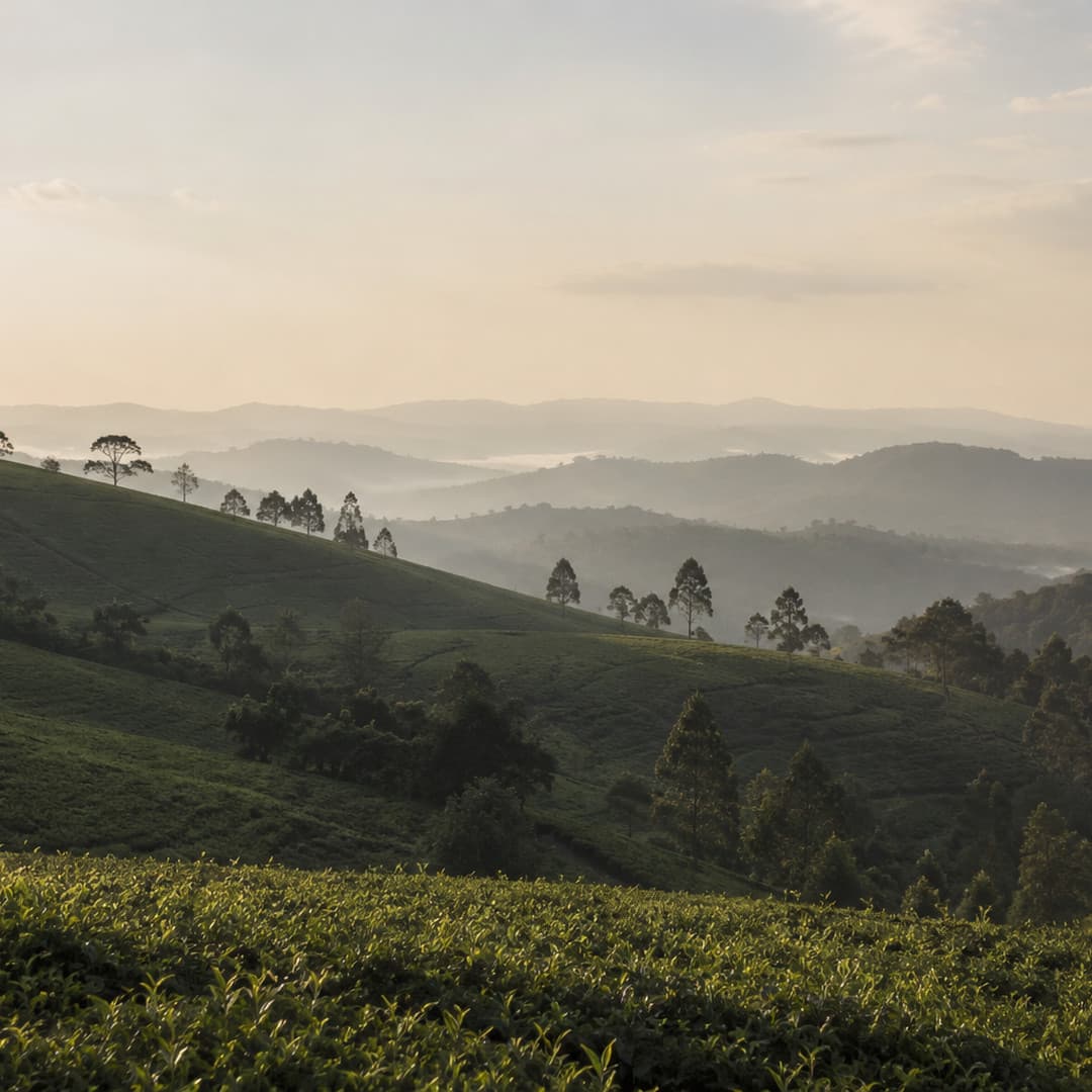 Rolling tea slopes and lines of trees in early light