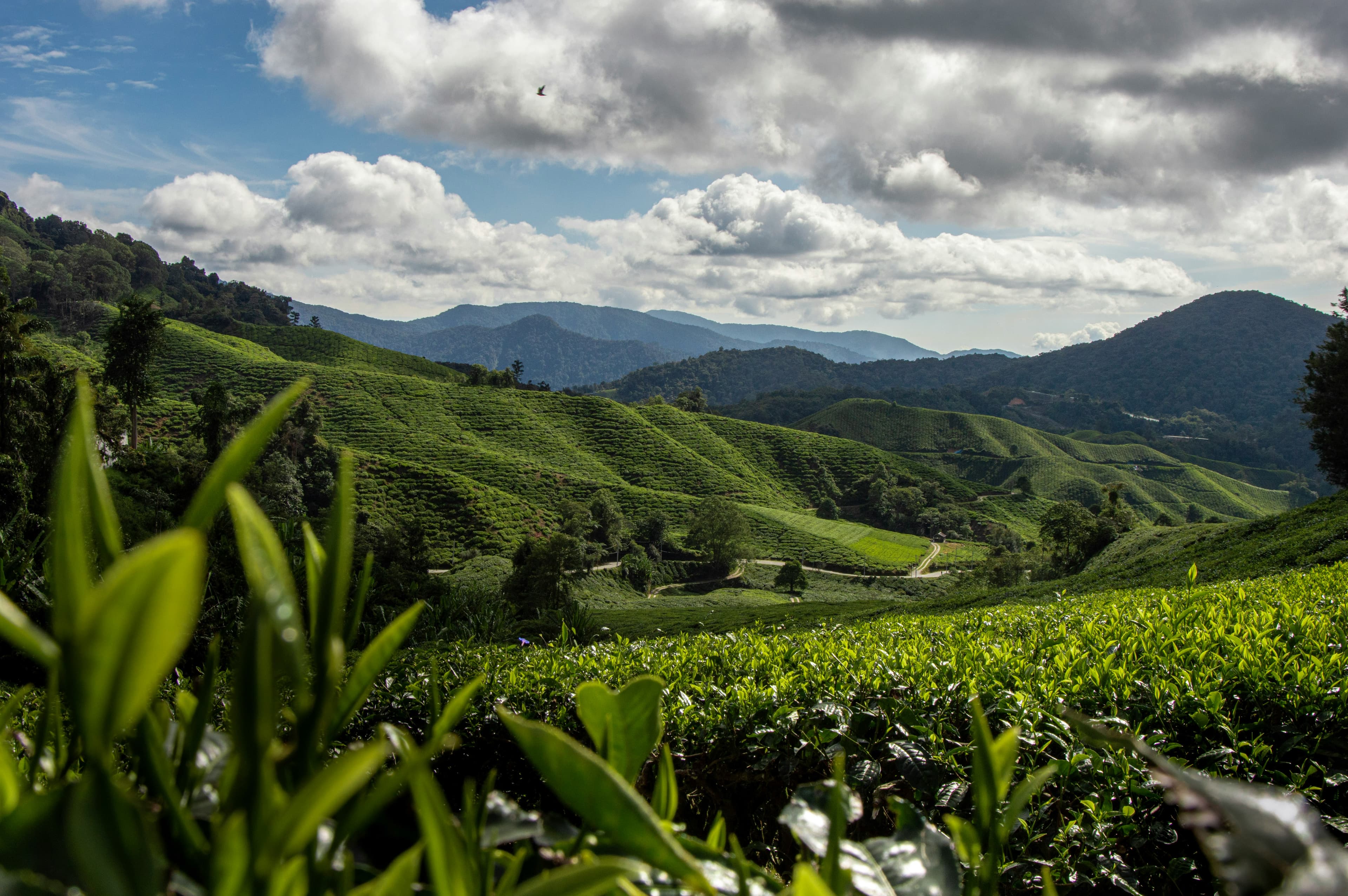The tea hills at golden hour, seen from the ridge at Aperio, Tigoni